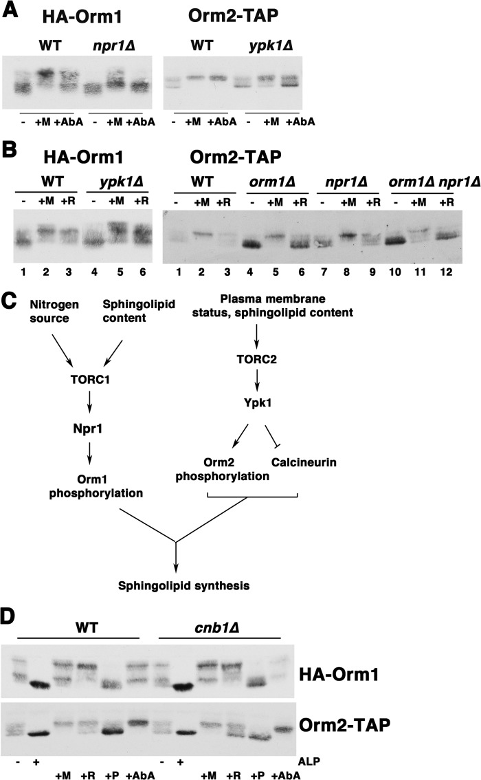 FIGURE 7.