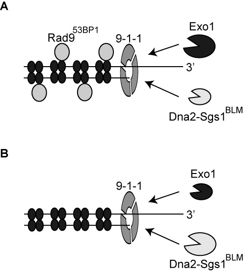 Figure 7.