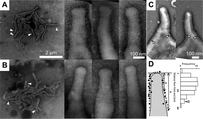 FIG 3 