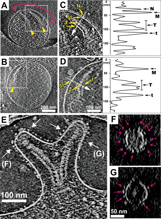 FIG 2 