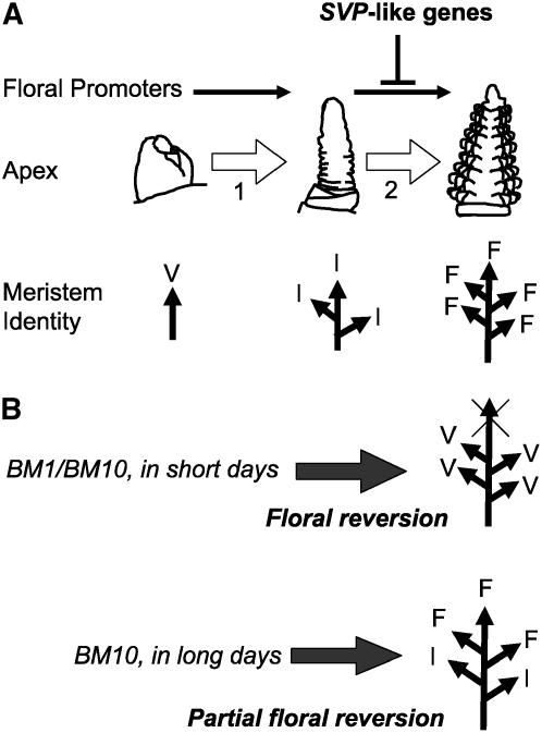 Figure 10.