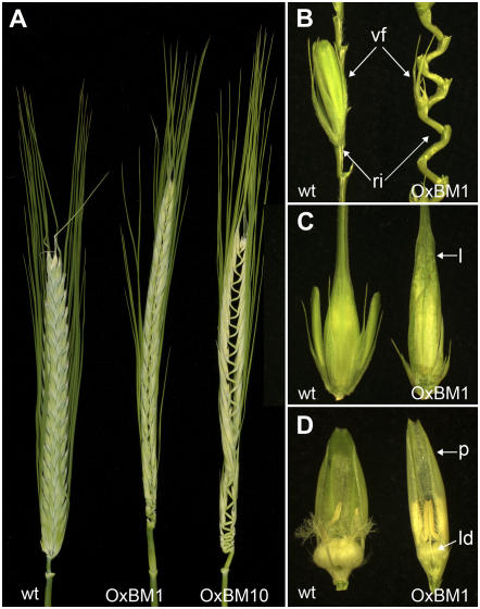 Figure 7.