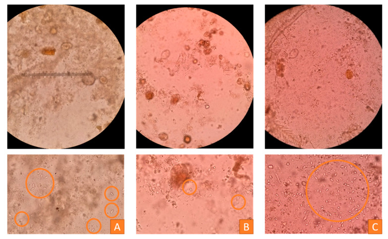 Figure 12