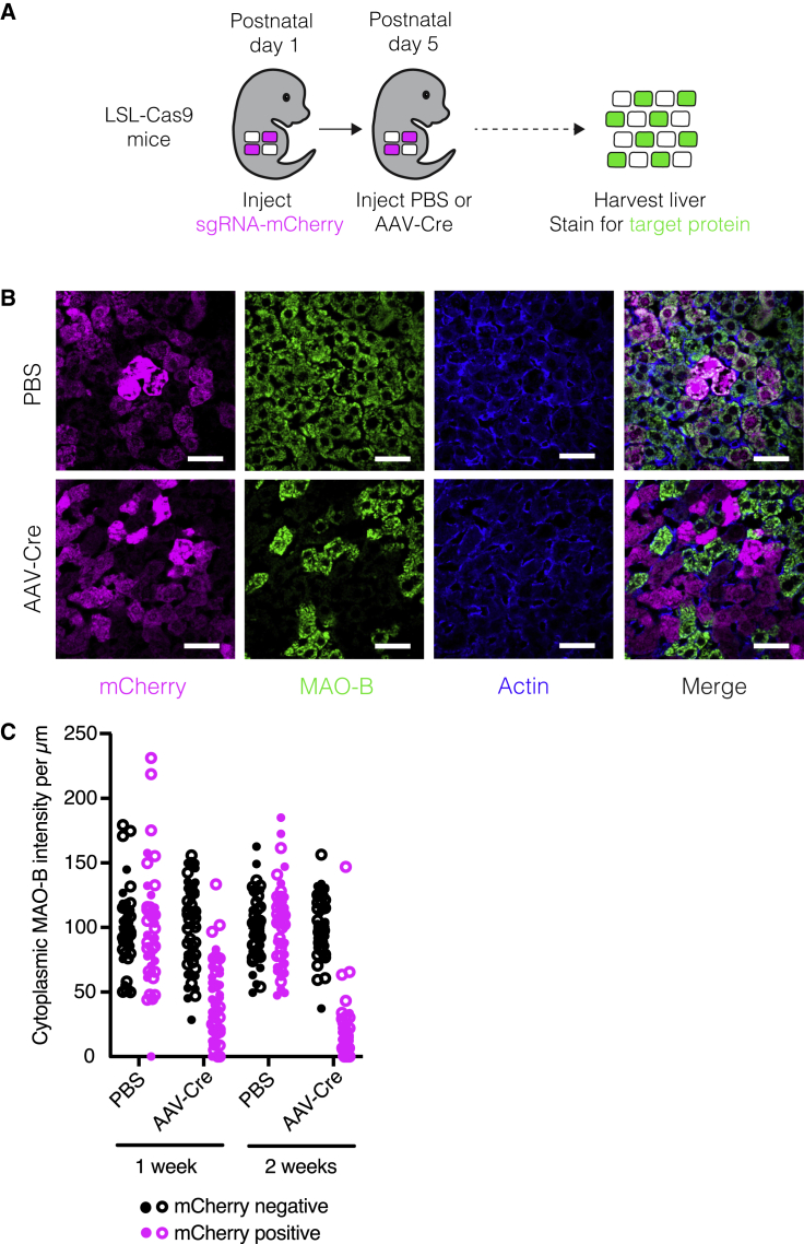 Figure 2