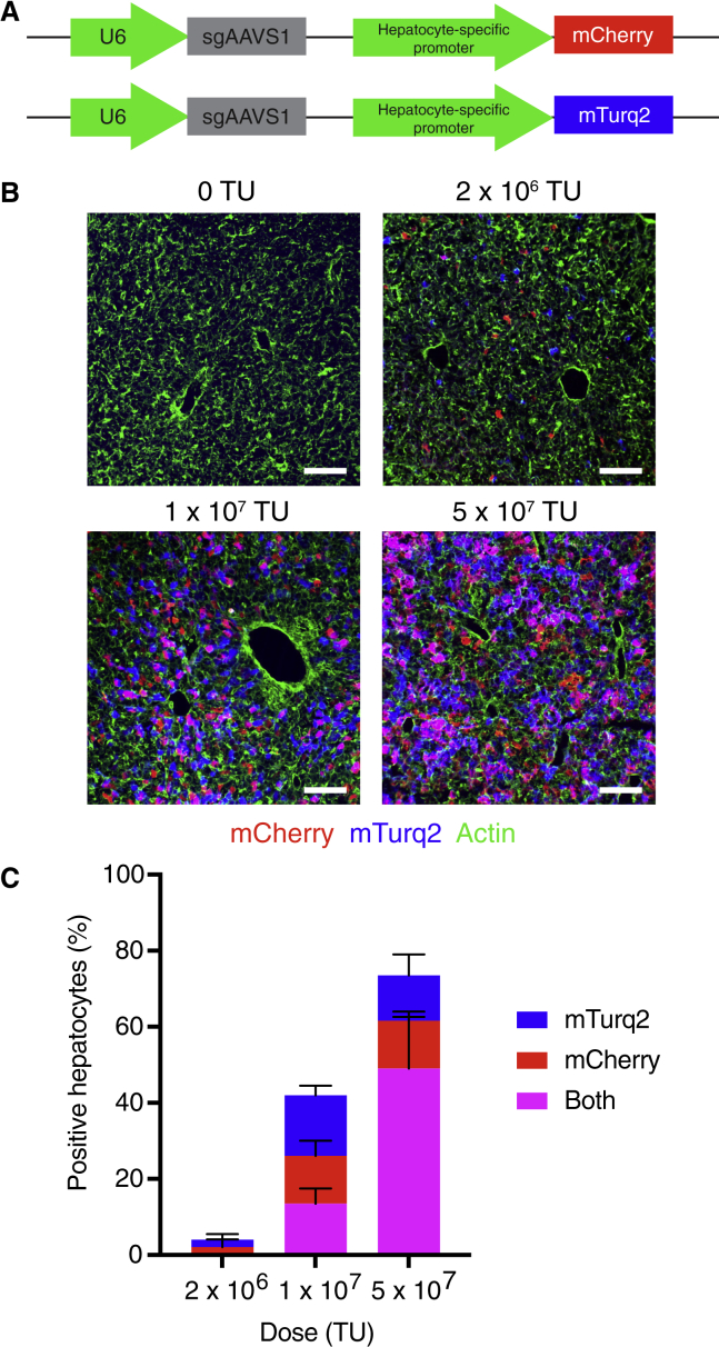 Figure 1