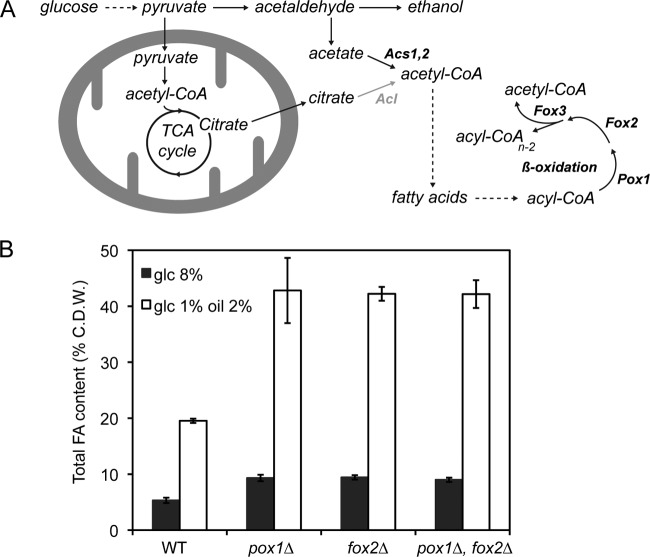 FIG 2