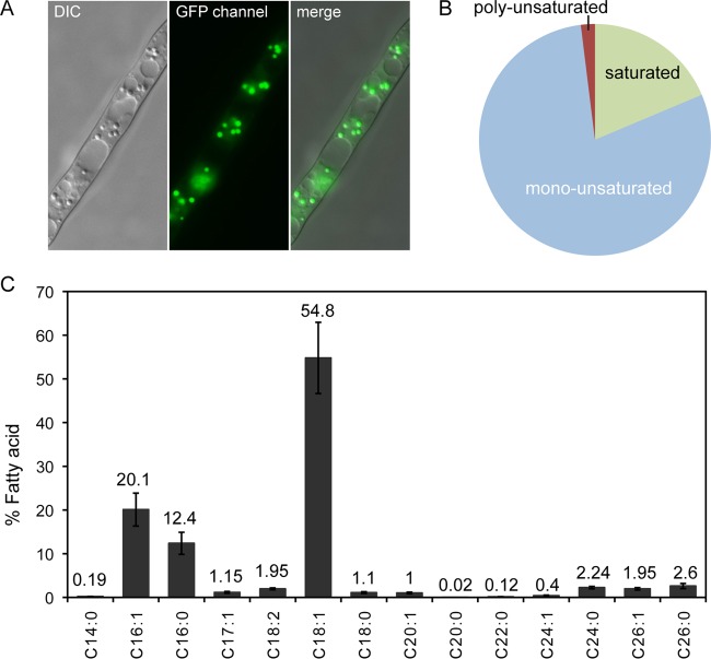 FIG 1