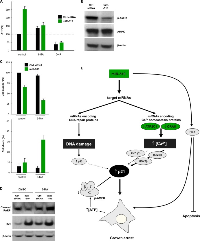 Fig 12