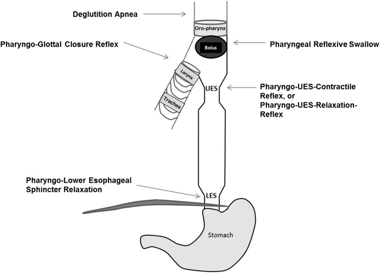 FIGURE 4 