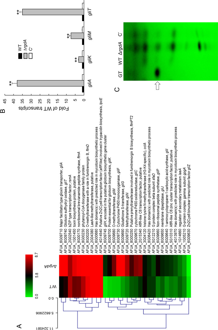 FIG 7