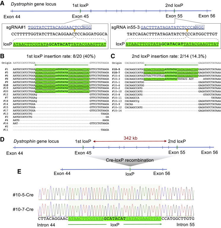 Figure 4