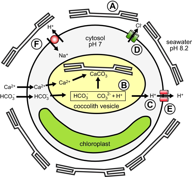 Figure 20.