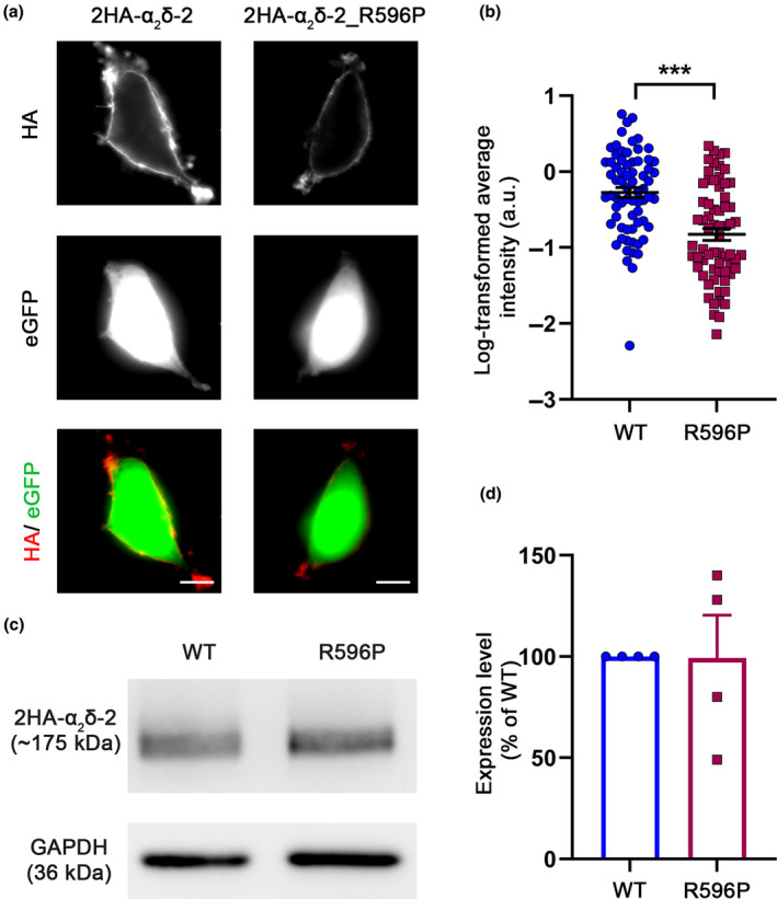 FIGURE 2