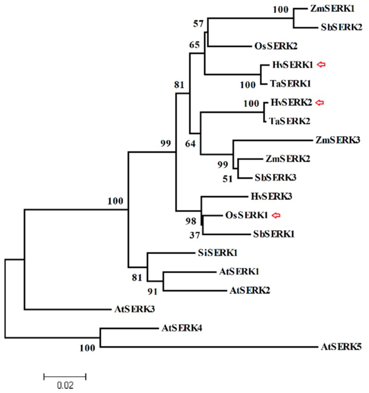 Figure 2