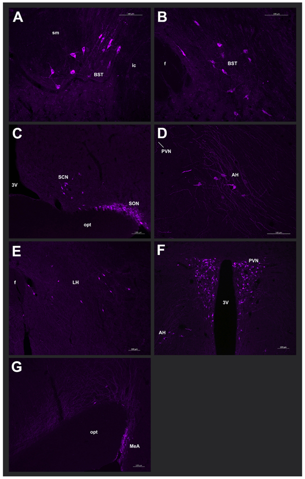 Fig. 3 –