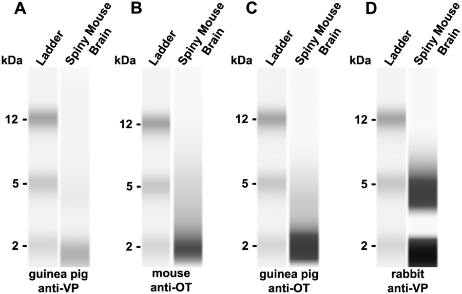 Fig. 1 –