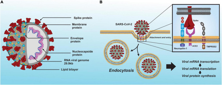 FIGURE 1