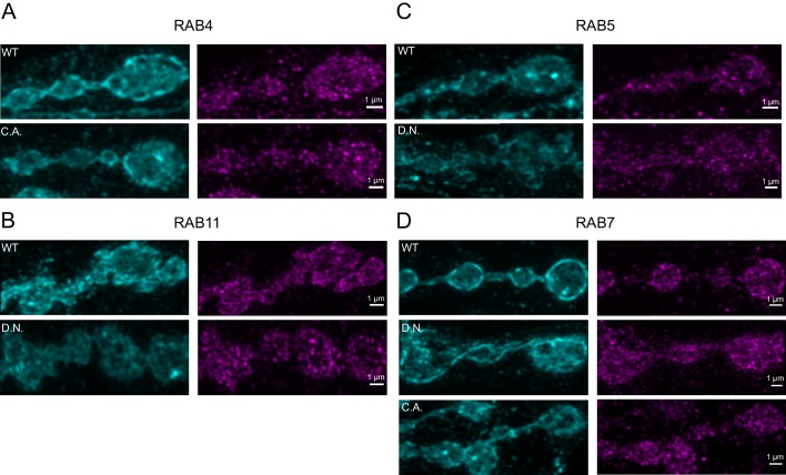 Figure 12—figure supplement 2.