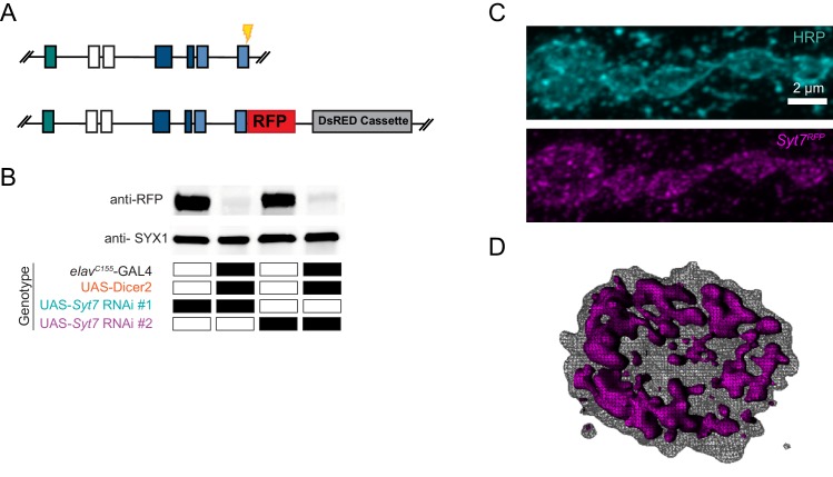 Figure 11.