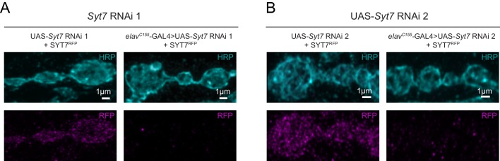 Figure 11—figure supplement 2.