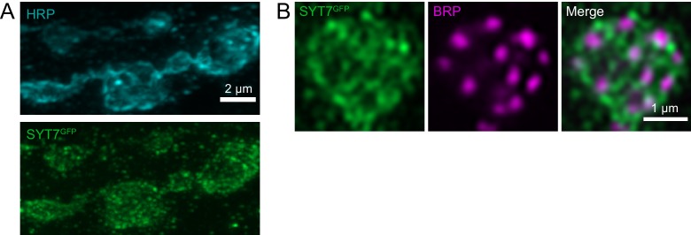 Figure 11—figure supplement 1.