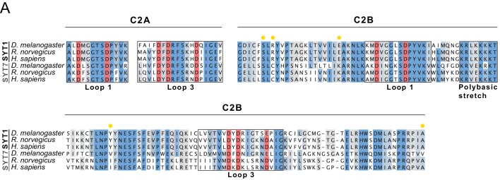 Figure 1—figure supplement 1.