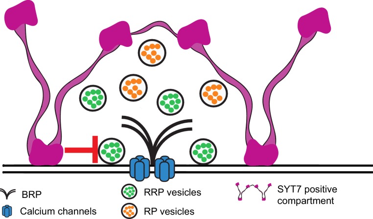 Figure 12—figure supplement 4.