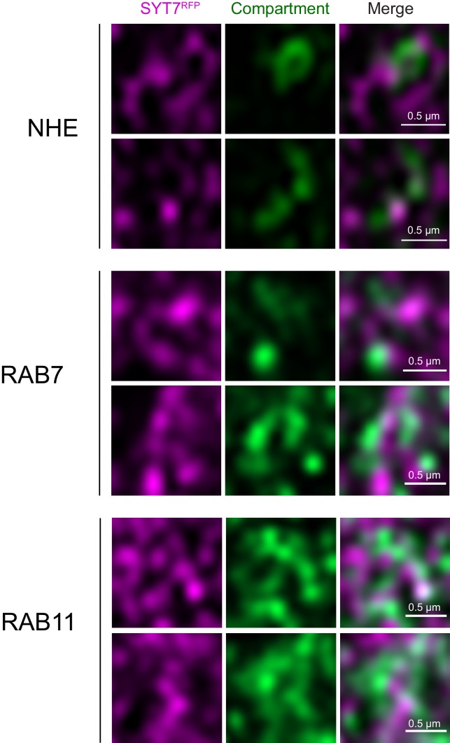 Figure 12—figure supplement 1.