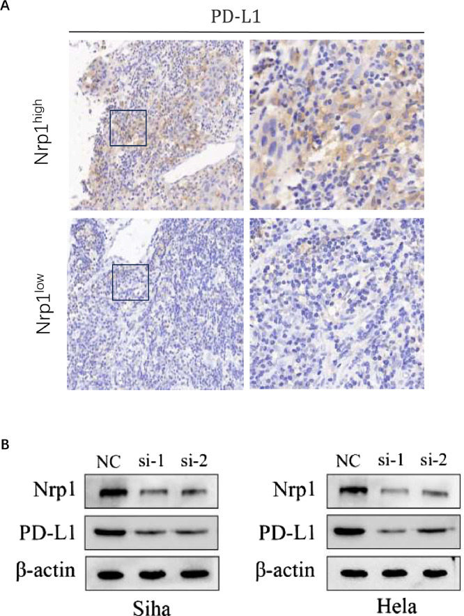 Fig. 11