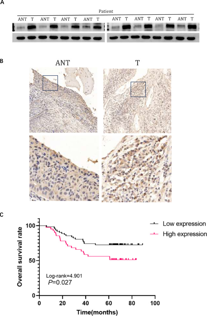 Fig. 9