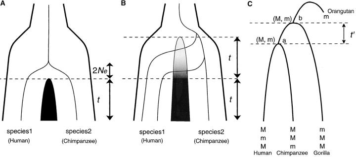 Figure 1.—