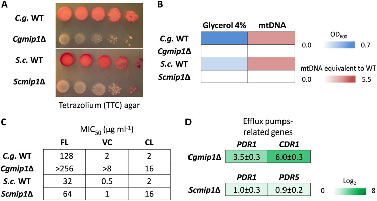 FIG 1