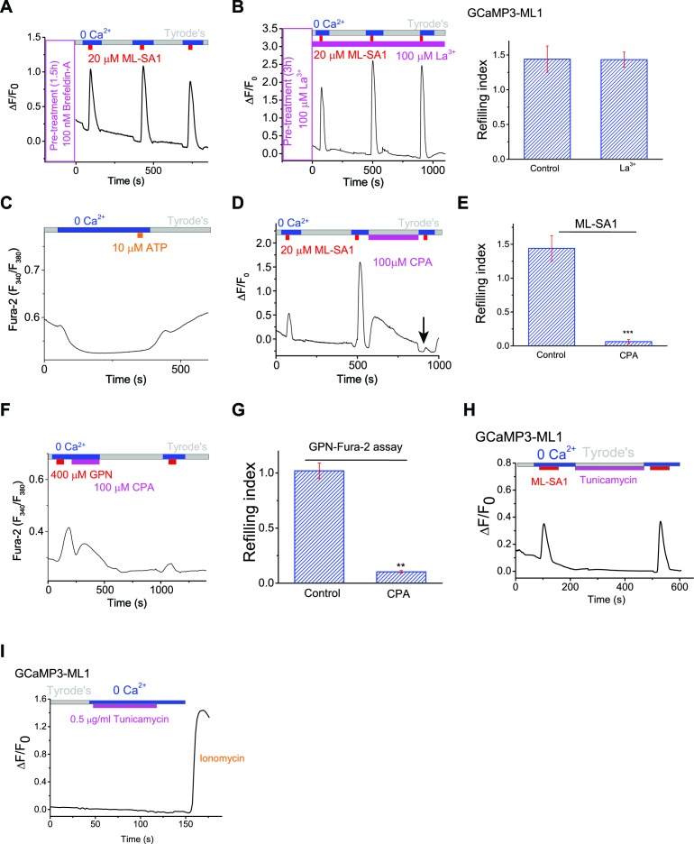 Figure 2—figure supplement 1.