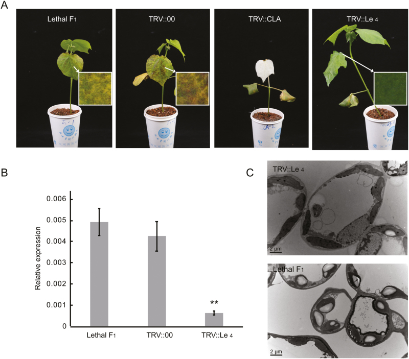 Fig. 3.