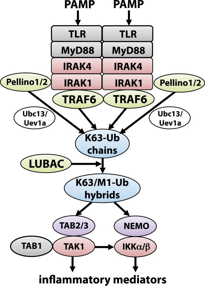 Fig. 2