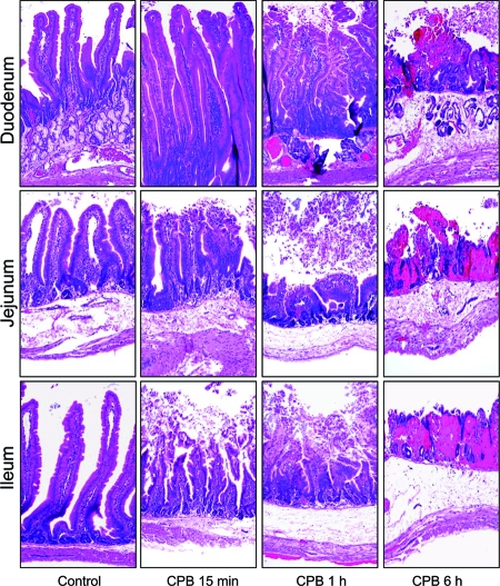 FIG. 8.