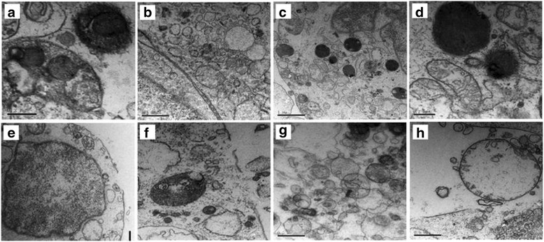 Fig. 8