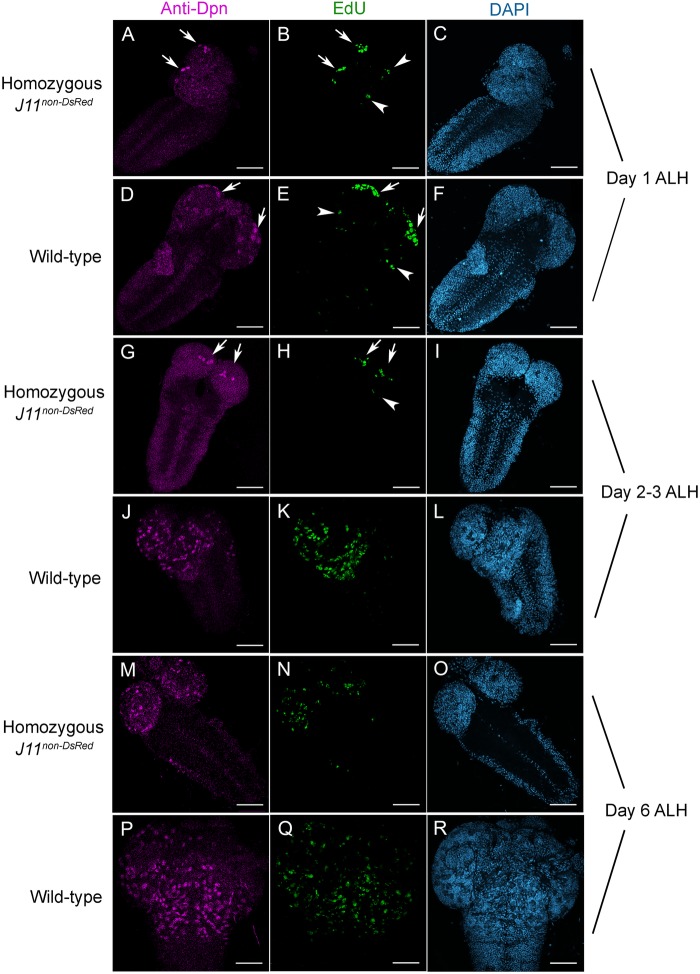 Fig. 6.