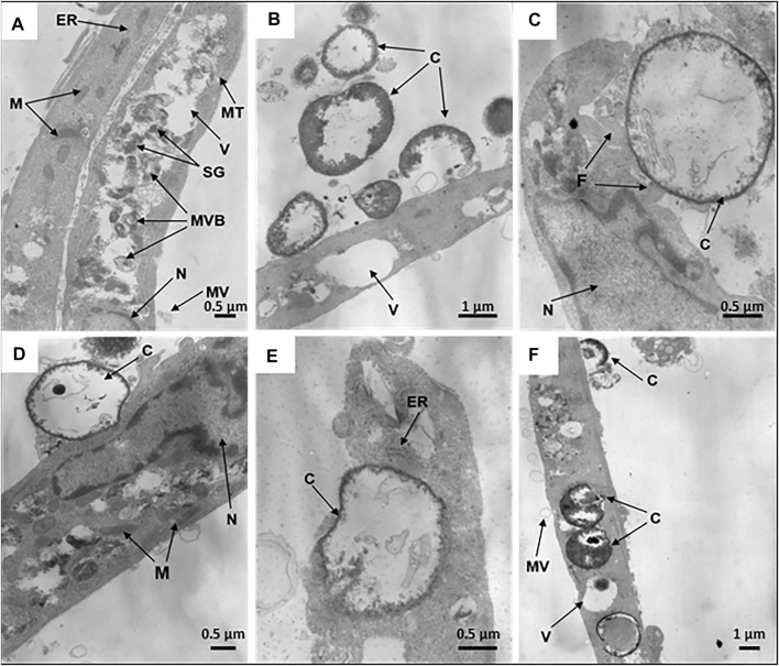 FIGURE 4