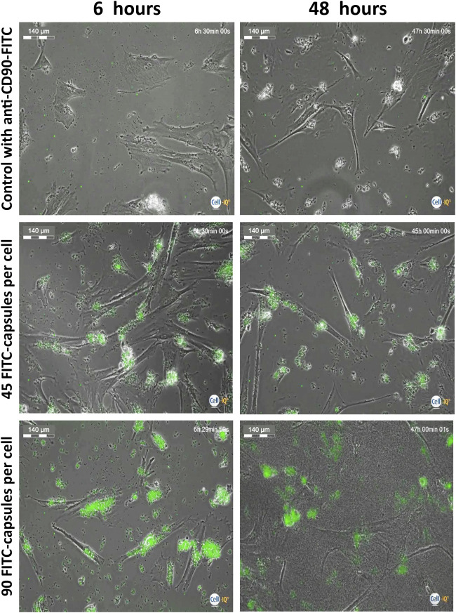 FIGURE 3