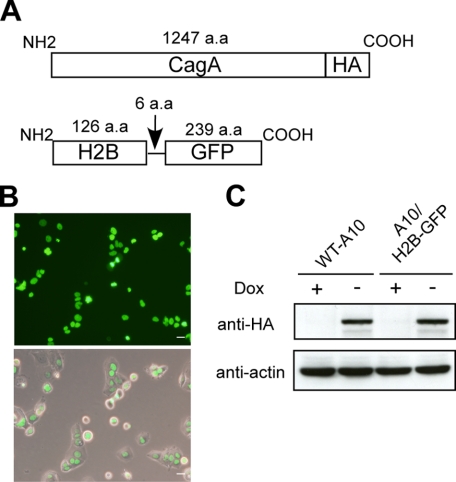 FIGURE 1.