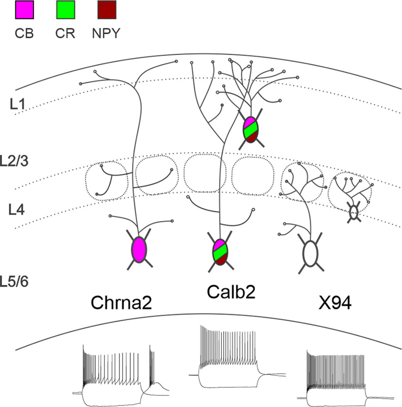 graphic file with name ENEURO.0204-23.2023_f011.jpg