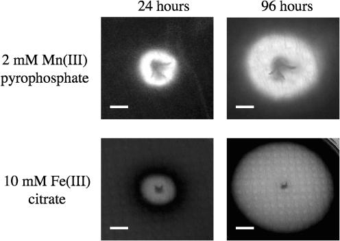 FIG. 3.