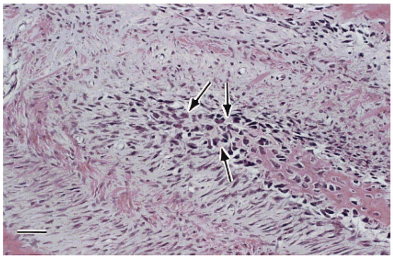 Fig. 8