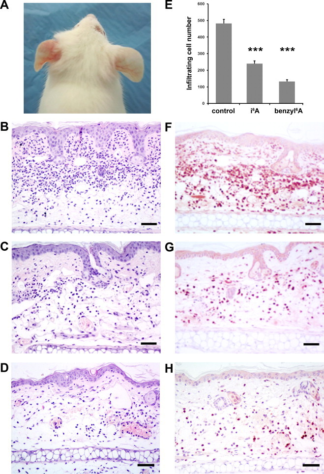 Fig. 6