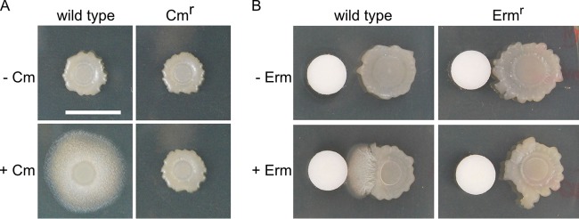 FIG 5 