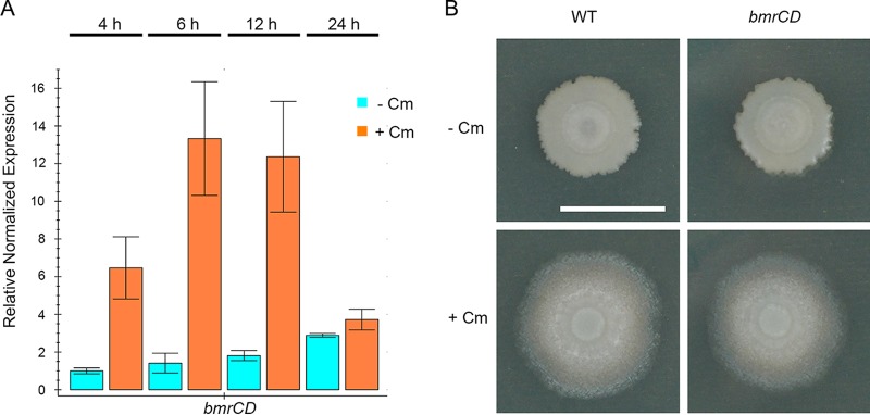 FIG 6 