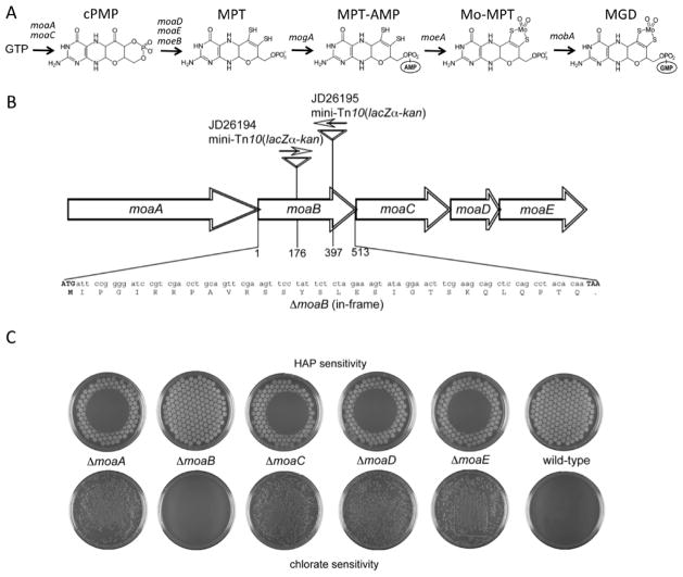 Fig. 1