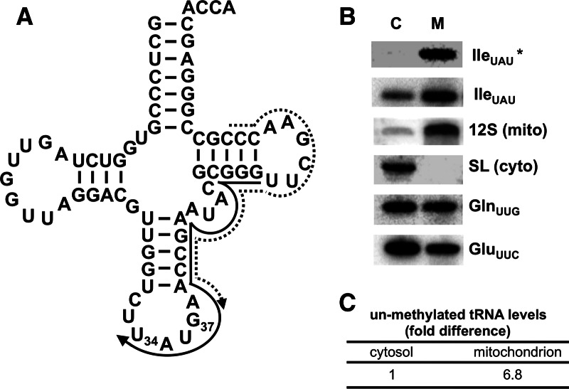 FIGURE 1.