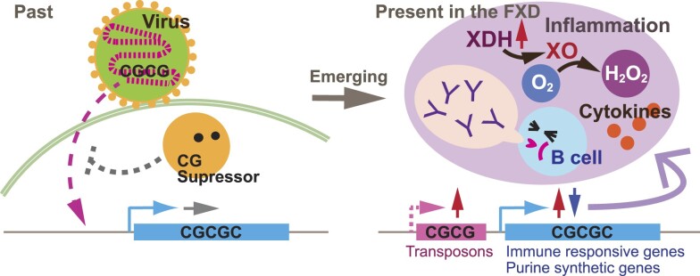 Graphical Abstract